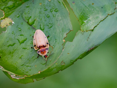 Adult beetle, Aspisoma sticticum, crawling on a leaf in the undergrowth within the Pacaya Samiria Preserve, Peru