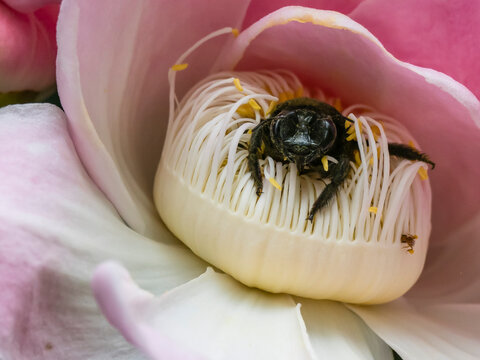 Adult belted orchid bee, Eulaema cingulata, crawling in a flower within the Pacaya Samiria Preserve, Peru