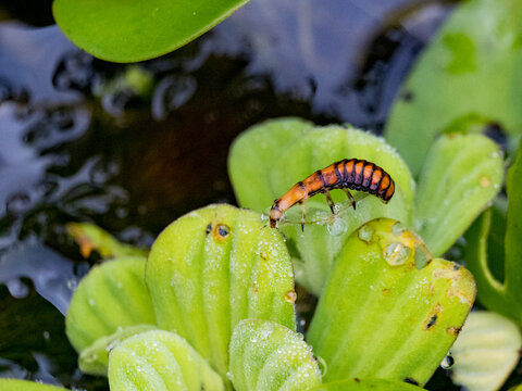 Beetle, Genus Purex, on a leaf in the undergrowth within the Pacaya Samiria Preserve, Peru