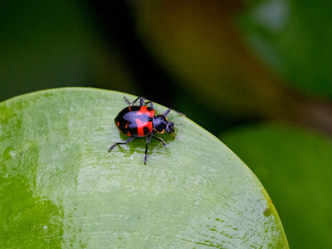 Painted ladybug, Coleomegilla occulta, on a leaf in the undergrowth within the Pacaya Samiria Preserve, Peru