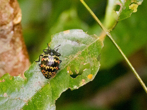 Beetle, Genus Prepopharus, on a leaf in the undergrowth within the Pacaya Samiria Preserve, Peru