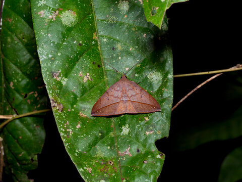Moth from the Genus Gorgone, on a leaf in the undergrowth within the Pacaya Samiria Preserve, Peru
