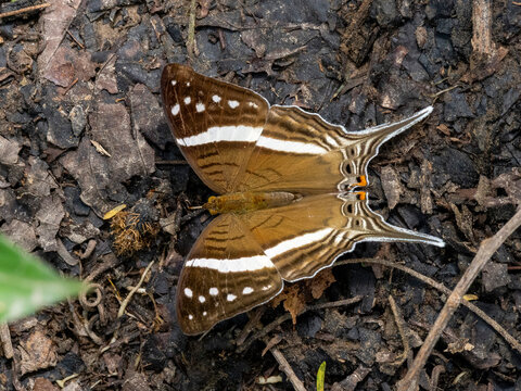 Amazon butterfly, Mazia amazonica, on a leaf in the undergrowth within the Pacaya Samiria Preserve, Peru