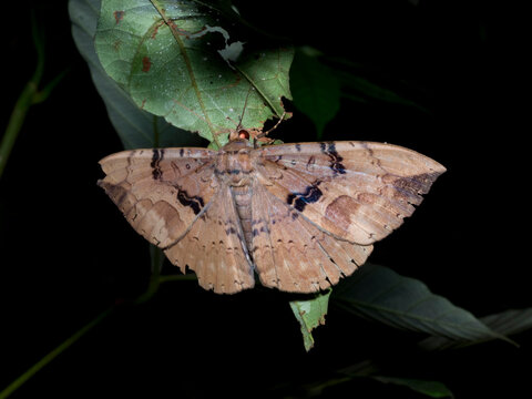 Moth, Subfamily Erebinae, on a leaf in the undergrowth within the Pacaya Samiria Preserve, Peru
