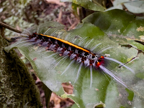 Caterpillars from the Genus Zanola, on a tree in the undergrowth within the Pacaya Samiria Preserve, Peru