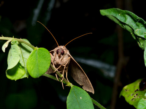 Moth, Subfamily Erebinae, on a leaf in the undergrowth within the Pacaya Samiria Preserve, Peru