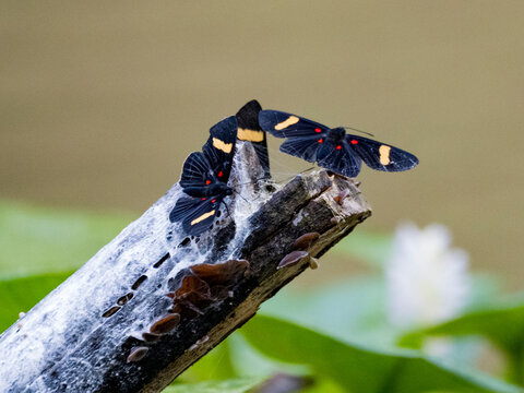 Orange-barred pixie, Melanis electron, on a log in the undergrowth within the Pacaya Samiria Preserve, Peru