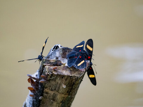 Orange-barred pixie, Melanis electron, on a log in the undergrowth within the Pacaya Samiria Preserve, Peru