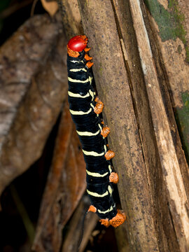 Caterpillar tetrio sphinx moth, Pseudoshinx tetrio, on a leaf in the undergrowth within the Pacaya Samiria Preserve, Peru