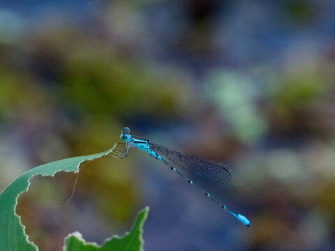 Narrow-winged damselfly, Family Coenagrionidae , on a leaf in the undergrowth within the Pacaya Samiria Preserve, Peru