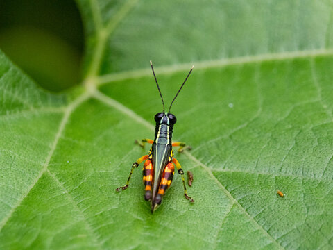 Suriname grasshopper, Tetrataenia surinama, on a leaf in the undergrowth within the Pacaya Samiria Preserve, Peru
