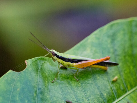 Grasshopper, Cornops frenatum, on a leaf in the undergrowth within the Pacaya Samiria Preserve, Peru