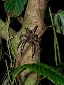 Adult Brazillian wandering spider, Phoneutris boliviensis, on a tree within the Pacaya Samiria Preserve, Peru