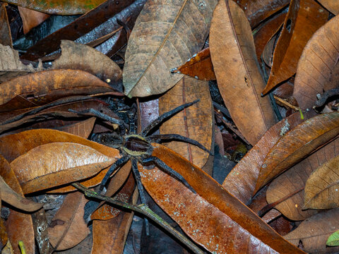 Adult spider, Ancylometes rufus, on a leaf within the Pacaya Samiria Preserve, Peru