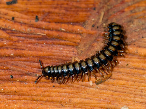 Adult paradoxical keeled millipede, Family Paradoxosomatidae, on a stump within the Pacaya Samiria Preserve, Peru