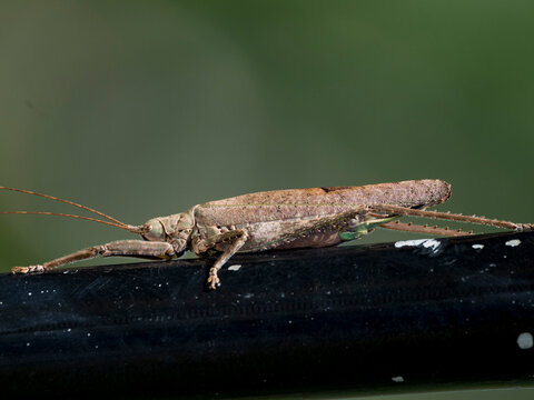 Adult grasshopper, Supertribe Pleminiiti, on a leaf in the undergrowth within the Pacaya Samiria Preserve, Peru