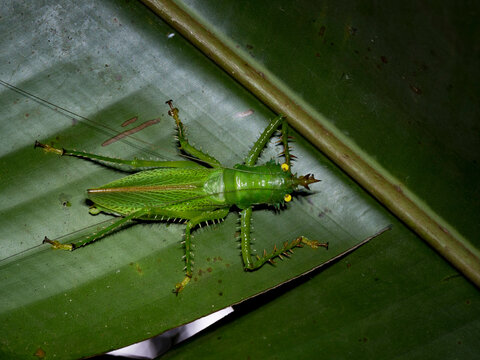 Adult spiny devil katydid, Panacanthus cuspidatus, on a leaf within the Pacaya Samiria Preserve, Peru
