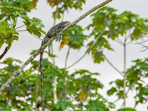 An adult green Iguana, Iguana iguana, basking in a tree within the Pacaya Samiria Preserve, Peru