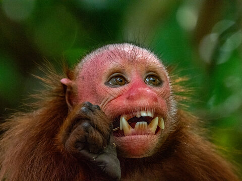 An adult captive bald uakari, Cacajao calvus, close up within the Amazon Rescue Center, Iquitos, Peru