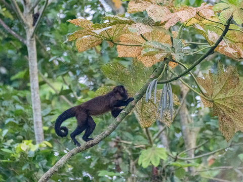 An adult brown capuchin monkey, Sapajus apella, climbing in a tree within the Pacaya Samiria Preserve, Peru