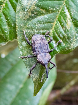 Weevil, Homalinotus depressus, on a tree within the Pacaya Samiria Preserve, Peru