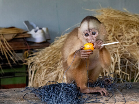 An adult MaranĂĂ&permil;on white-fronted capuchin, Cebus yuracus, kept as a pet within the Pacaya Samiria Preserve, Peru