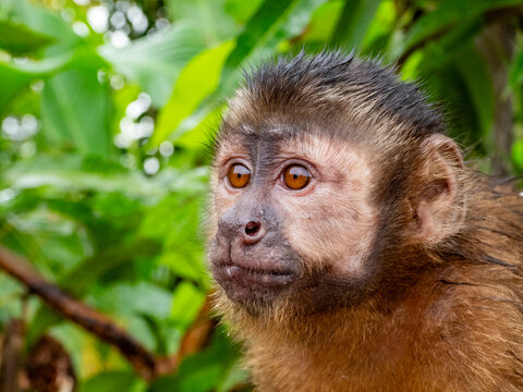An adult captive brown capuchin monkey, Sapajus apella, climbing in a tree within the Pacaya Samiria Preserve, Peru