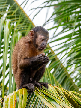 An adult captive brown capuchin monkey, Sapajus apella, climbing in a tree within the Pacaya Samiria Preserve, Peru