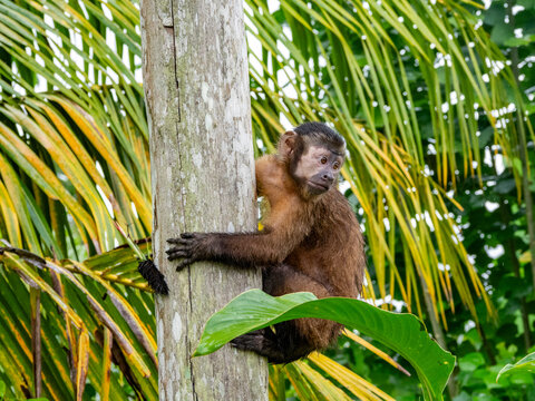 An adult captive brown capuchin monkey, Sapajus apella, climbing in a tree within the Pacaya Samiria Preserve, Peru