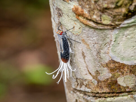 An adult red-eyed planthopper, Lystra lanata, on a tree within the Pacaya Samiria Preserve, Peru
