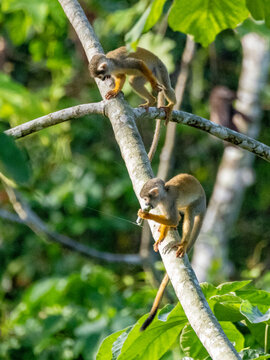 A pair of common squirrel monkeys, Saimiri sciureus, climbing in a tree within the Pacaya Samiria Preserve, Peru