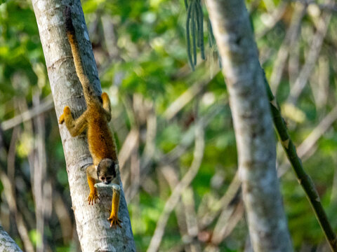 An adult common squirrel monkey, Saimiri sciureus, climbing in a tree within the Pacaya Samiria Preserve, Peru