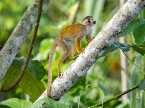 An adult common squirrel monkey, Saimiri sciureus, climbing in a tree within the Pacaya Samiria Preserve, Peru