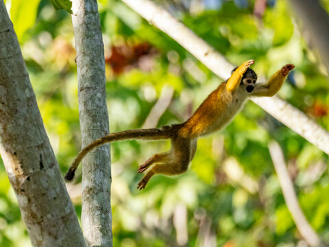 An adult common squirrel monkey, Saimiri sciureus, leaping in a tree within the Pacaya Samiria Preserve, Peru