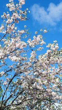 vertical video white almond blossoms on tree branches moving gently outdoors against blue sky. Concept of rebirth, purity, natural harmony. Suitable for wellness content, spring design themes