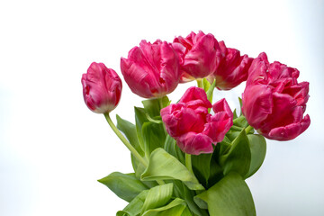 Obraz premium Pink tulip bouquet with lush green leaves arranged against a clean white background in studio lighting.