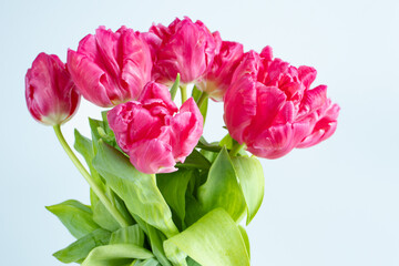 Obraz premium Close-up bouquet of pink tulips with fresh green leaves isolated on a white background in studio lighting.