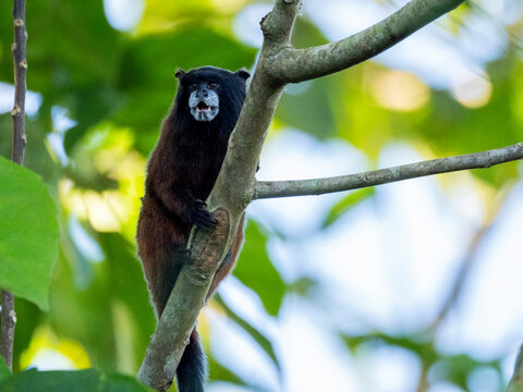 Adult saddleback tamarin, Saguinus fuscicollis, climbing in a tree within the Pacaya Samiria Preserve, Peru