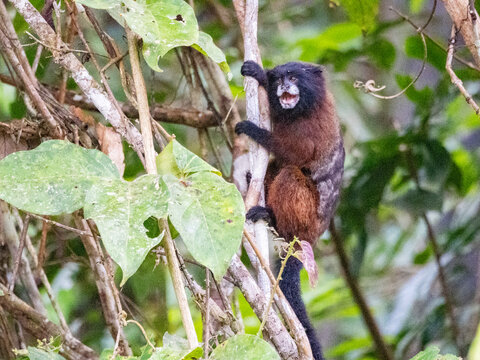 Adult saddleback tamarin, Saguinus fuscicollis, climbing in a tree within the Pacaya Samiria Preserve, Peru