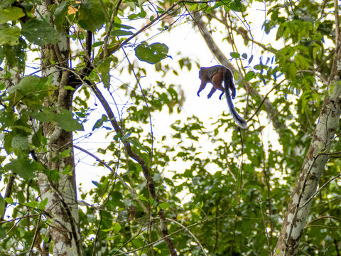 Adult saddleback tamarin, Saguinus fuscicollis, leaping in a tree within the Pacaya Samiria Preserve, Peru