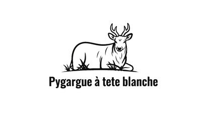 A black and white sketch of a reclining deer with antlers on grassy ground