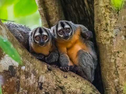 A pair of adult Spix's night monkeys, Aotus vociferans, living in a tree within the Pacaya Samiria Preserve, Peru