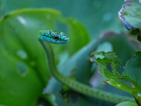 Adult black-skinned parrot snake, Leptophis ahaetulla nigromarginatus, deep within the Pacaya Samiria Preserve, Peru