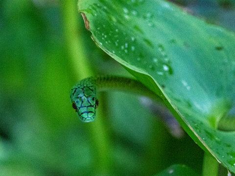 Adult black-skinned parrot snake, Leptophis ahaetulla nigromarginatus, deep within the Pacaya Samiria Preserve, Peru