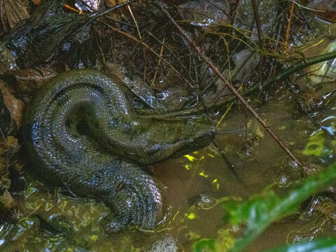 Adult green anaconda, Eunectes murinus, curled up in a creek deep within the Pacaya Samiria Preserve, Peru