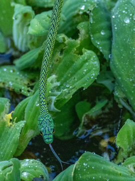 Adult black-skinned parrot snake, Leptophis ahaetulla nigromarginatus, deep within the Pacaya Samiria Preserve, Peru