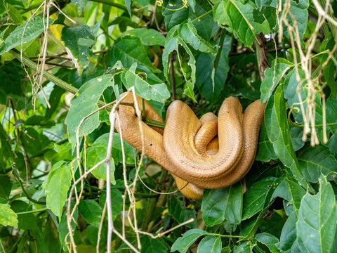 Adult garden tree boa, Corallus constrictor, curled up on a tree deep within the Pacaya Samiria Preserve, Peru
