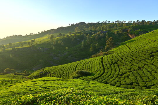 green tea plantation landscape, morning sunlight 