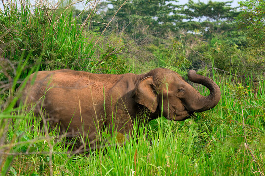 Sri Lankan elephant (Elephas maximus maximus) walking through high grass, Hurulu Forest Reserve, Sri Lanka