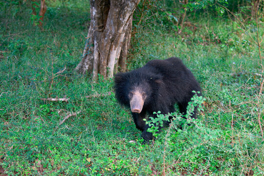 Sloth bear or Indian bear (Melursus ursinus) walking, Yala National Park, Sri Lanka